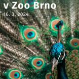 V brněnské zoo přivítáme v sobotu jaro